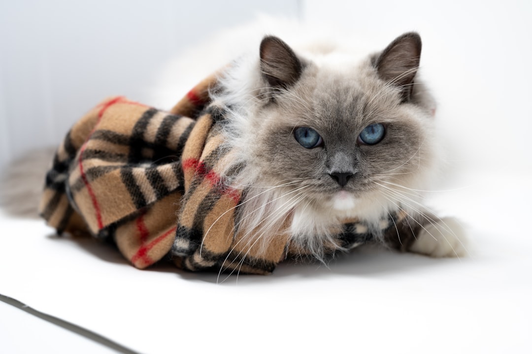 Fluffy gray cat with blue eyes lying on a white surface, wrapped in a tan plaid blanket on its side.